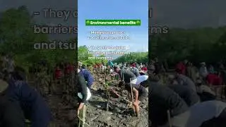 Bali&rsquo;s Extraordinary Earth Guardian: Mangrove!