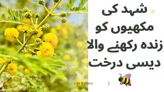 The Native Tree That Keeps Honey Bees Alive