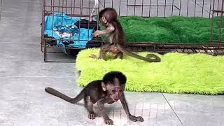 baby monkey wini wants to go out and jump