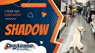 1 yr Labrador Shadow~ Best Labrador Trainers ~ Off Leash K9 Training  Phoenix