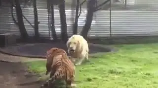 Sir ve peleng davasi. Abone olmaği unutmayin