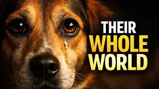 You Are Their Whole World ❤️ | How Dogs Really See You 