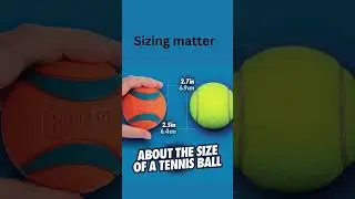 Chuckit Ultra Ball Dog Toy #pets #petgadget #dog #shorts