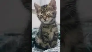 Gatito                                    #flojera                               #sue&ntilde;o