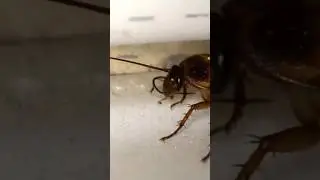 Tips to Get rid of Cockroaches #cleaning #pestfree #cockroach