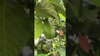 Avocado tree #avocado #growyourownfood #garden #green #naturenurturer #trending #viral #peacefull