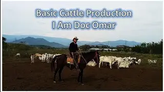 Mastering the Basics: Principles of Cattle Production Explained by Doc Omar 👨&zwj;⚕️🐂