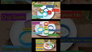 How to Feed Wild Birds & Not Waste Money on Bird Seeds Feeding & Attracting Wildlife Garden Birding
