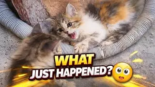 WHAT JUST HAPPENED? 😳 | Playful Kittens Turn Wild | Relaxing Natural Sounds | 49 Days Old Kittens 😺