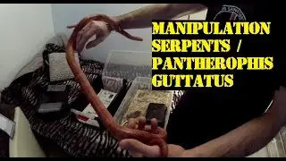 Manipulation Pantherophis Guttatus adulte / Manipulation serpent adulte terrestre
