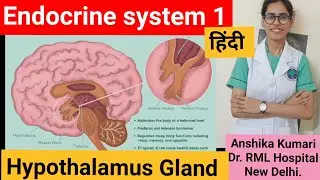 Endocrine system/ Part 1 / In Hindi/ Hypothalamus Gland // Nursing/ medicos.