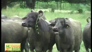 Congreso Mundial de Búfalos