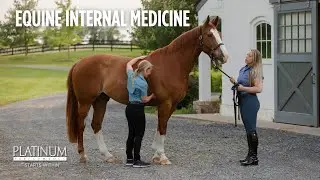 Equine Internal Medicine