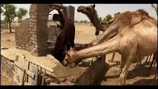 Regreening the Desert | Architectural Journalism | Ullas Siddeshwar & Bharath