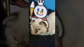 Kucing Miksue