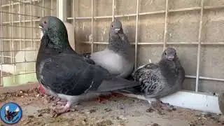 African Owl Pigeons