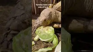 He makes the weirdest noises &bull; #tortoise #sulcatatortoise #sulcata #asmr #coolanimals #pets