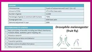 GENETIC MODEL ORGANISMS AND THEIR CONTRIBUTION TO GENETICS/KEY FEATURES AND EXAMPLES 