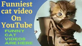 Cat funny videos | Best cat videos | Beautiful cat | Animals logic | Funniest cat | Cat #Animals#Pet