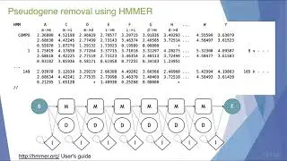 Dr. Teresita Porter - TorBUG Talk - Using a hidden Markov model to remove pseudogenes from COI...