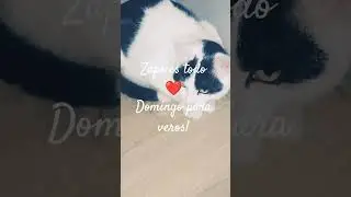 Zapeando ando 🎉😻