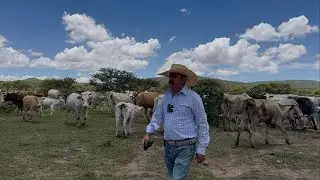 LES LLEVAMOS SAL A LAS VACAS FLACAS Y MUY CONTENTOS POR QUE YA SE ESTAN REPONIENDO DE LAS SE QUIA