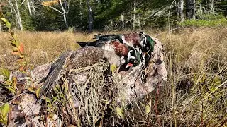 Maine Duck Hunting - Cold Front Black Ducks and Wood Ducks