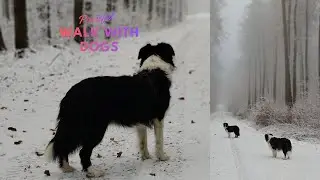 Walk with my dogs