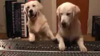 Golden Retriever Puppies - Henley and Bobby