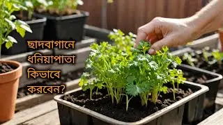 বাড়িতে ধনিয়া পাতা চাষের সম্পূর্ণ গাইড//&lrm;How to Grow Coriander (Cilantro) at Home-The Complete Guide