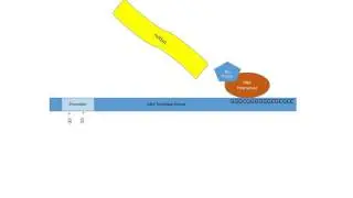 rho dependent termination 1