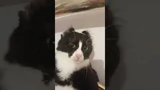 My cat is weird