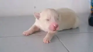 Coltriever -1 week old puppies