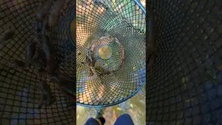 I Caught CRAWFISH Using CAT FOOD Bait!