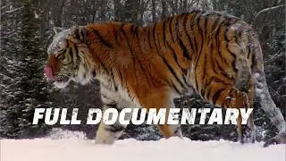 Inside the World of Big Cats (Full Nature Documentary)