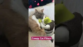 Creepy & Funny Cat Filters #cute #kitten #funny #shorts #trending #viralshorts #trendingsong