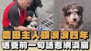 農田主人餵浪浪四年　送養前一句話惹網淚崩｜#全民話燒