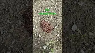 Millipedes  Arthopodos  class-Diplopoda, Paisa insects  पैसा  वाण्याचा बैल 2 August 2022