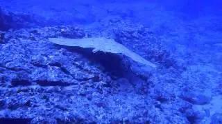 Mantelina (Spiny Butterfly Ray)