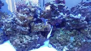 Diamond Watchman Goby perches on rock