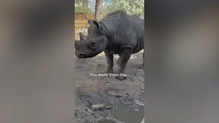 Lincoln Park Zoo celebrates World Rhino Day with exciting pregnancy announcement