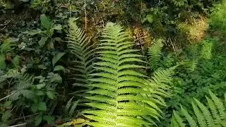'The dance of the ancient fern!'