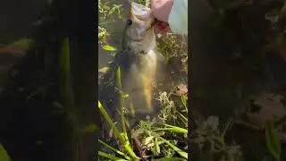 Nice bass in Orlando! Caught him on a live bluegill 😳 #fishing #viral #bwf #florida #fyp