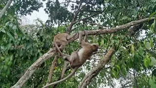 Monkey family in Cambodia