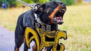 Afghanka Dog AFG Ft Rasta Man Here Comes The Dog RIP DMX Rap Song for the new Album soon #rapmusic 