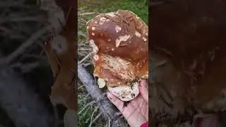 Last mushroom picking, I guess 😊😊 #mushroom #steinsopp #automne2025 #norway