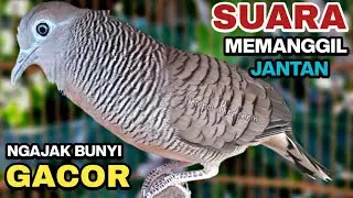 Perkutut Lokal Gacor RAJA PIKAT Ahlinya Bikin Semua Burung Perkutut Nyaut.