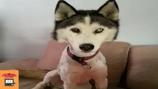 Tiere nach dem Tierarzt I Der Gesichtsausdruck sagt alles!