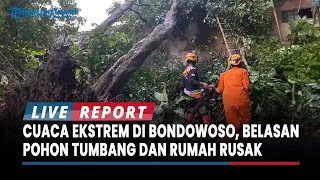 Cuaca Ekstrem Sebabkan Belasan Pohon Tumbang dan Rumah Rusak di Maesan dan Grujugan Bondowoso
