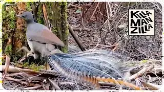 Australian Lyrebird Digging For Food And Imitating Other Birds (Part 2)